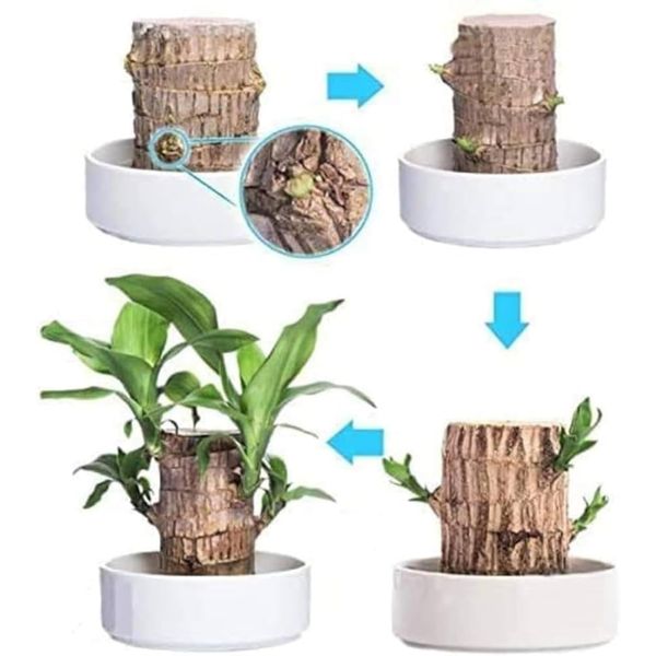 Lucky™ Planta Brasileña Para la Buena Suerte 🎋