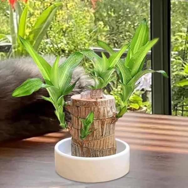 Lucky™ Planta Brasileña Para la Buena Suerte 🎋