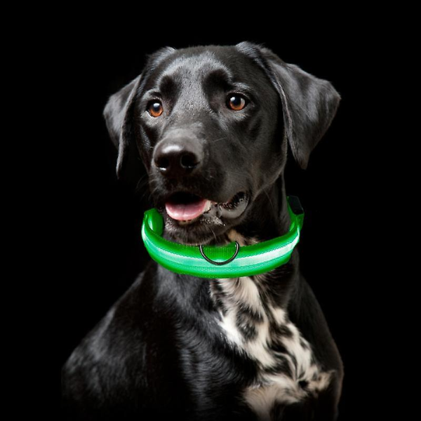 Collar Anti-Pérdida de Mascotas Con Luz Led Recargable