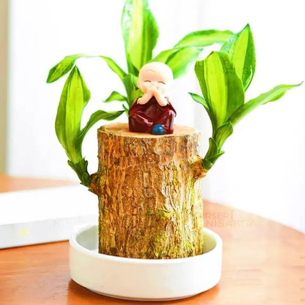 Lucky™ Planta Brasileña Para la Buena Suerte 🎋