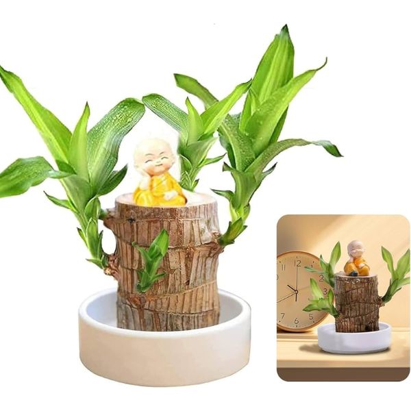 Lucky™ Planta Brasileña Para la Buena Suerte 🎋